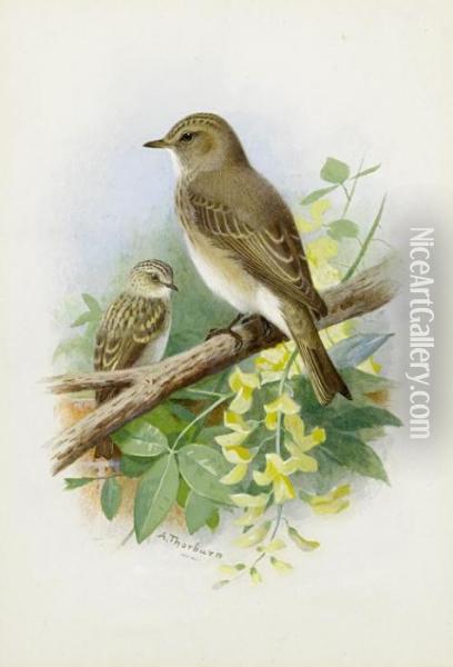 Spotted Flycatchers Oil Painting - Archibald Thorburn