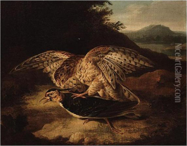A Hawk And Plover Oil Painting - Samuel Howitt