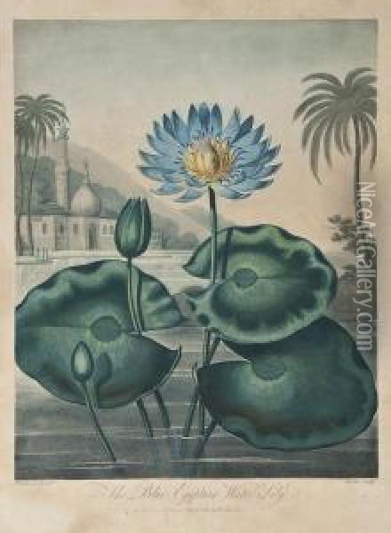 The Blue Egyptian Water-lily Oil Painting - Joseph Constantine Stadler