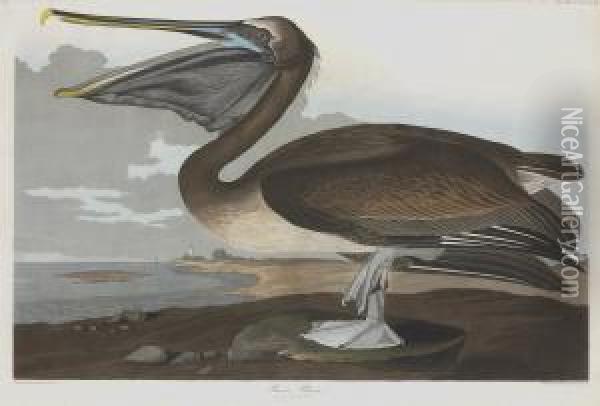 Pelicanus Puscus Oil Painting - Robert I Havell