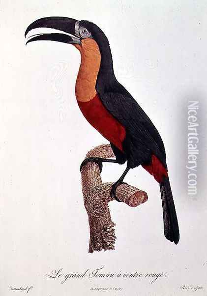 Toucan- Great Red-Bellied by Jacques Barraband Oil Painting - Jacques Barraband
