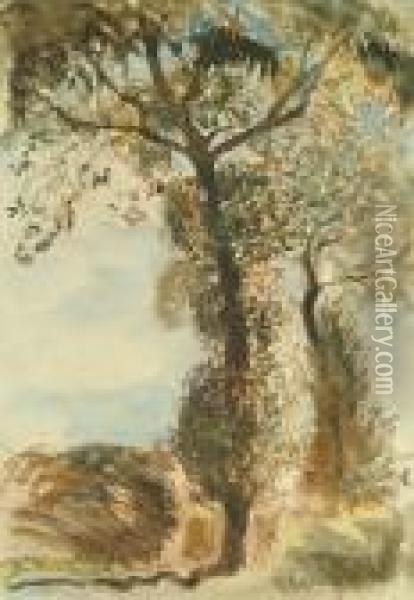 Tree Study Oil Painting - George Clausen