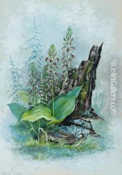 Leptorchis Liliifolia Oil Painting - Marian Ellis Rowan