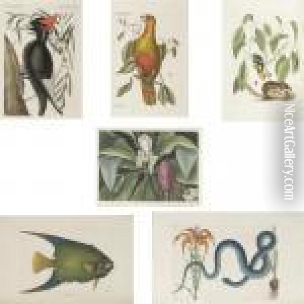 The Natural History Of Carolina,
 Florida And The Bahama Islands: Containing The Figures Of Birds, 
Beasts, Fishes, Serpents, Insects, And Plants ... Together With Their 
Descriptions In English And French. Oil Painting - Mark Catesby
