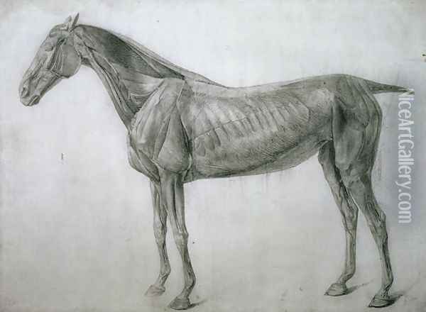 The Study of Muscles Ecorche Drawing Seen from the Flank, from the 13th Anatomical Table, from the Anatomy of the Horse, 1766 Oil Painting - George Stubbs