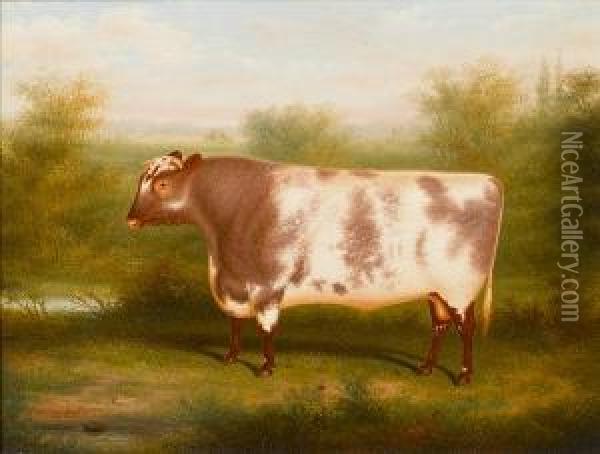 The Shorthorn 'duke Of Northumberland' Oil Painting - Henry Strafford