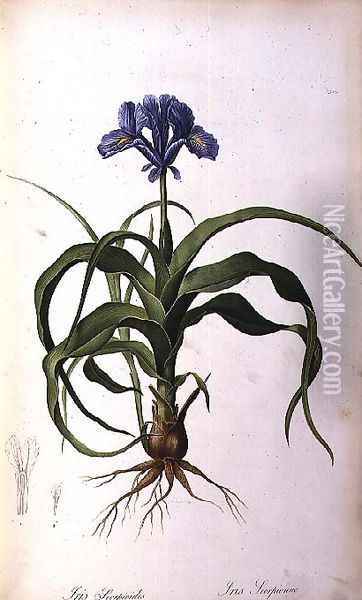 Iris Scorpioides, from Les Liliacees Oil Painting - Pierre-Joseph Redoute