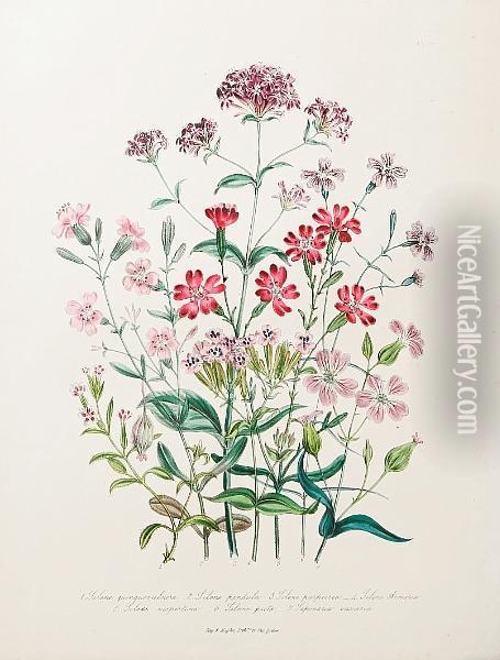 The Ladies' Flower-garden Of Ornamental Annuals Oil Painting - Jane Webb Loudon