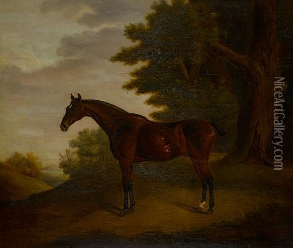 'weasel' - Portrait Of A Bay Hunter Oil Painting - John Boultbee
