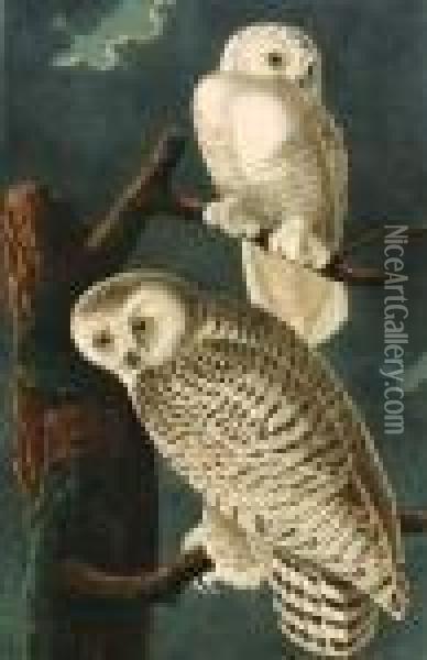 Snowy Owl, Strix Nyctea. Oil Painting - John James Audubon