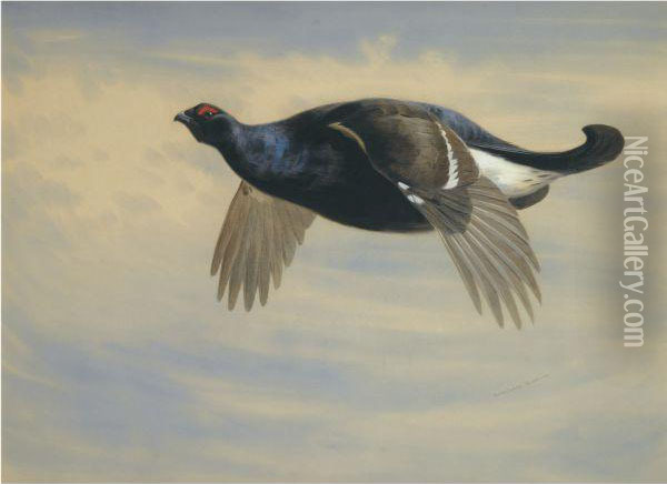 Blackcock In Flight Oil Painting - Archibald Thorburn