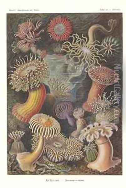 Actiniae Sea anemone Pl49 from Kunstformen der Natur Oil Painting - Ernst Haeckel