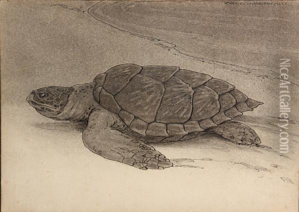 Turtle On The Shore Oil Painting - Charles Livingston Bull