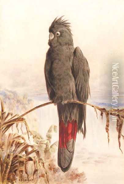 Australian red-tailed black cockatoo Oil Painting - Henry Bright