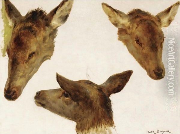 Study Of Deer Heads Oil Painting - Rosa Bonheur