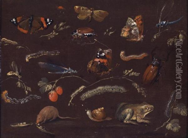 A Study Of Various Small Animals And Insects Oil Painting - Dietrich Findorff
