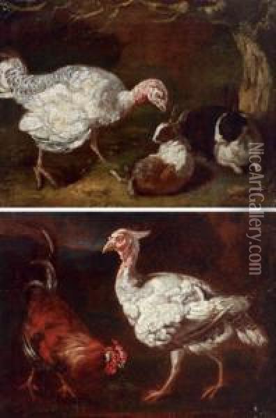 Bottega Una Tacchina Con Due Conigli; Un Gallo Con Una Tacchina Oil Painting - Giovanni Agostino Cassana