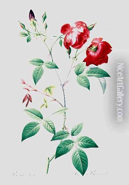 Rosa Indica 3 Oil Painting - Pierre-Joseph Redoute