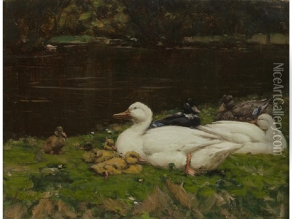 Ducks Resting Oil Painting - Patrick Downie