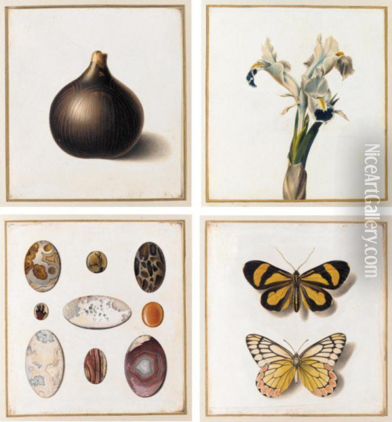 A Botanical Album With 18 Sheets Of Fish, Shells, Minerals, Seeds, Flowers And Other Curiosities Oil Painting - Antoine Germain Bevalet