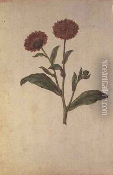 Calendula officinalis Oil Painting - Jacques (de Morgues) Le Moyne