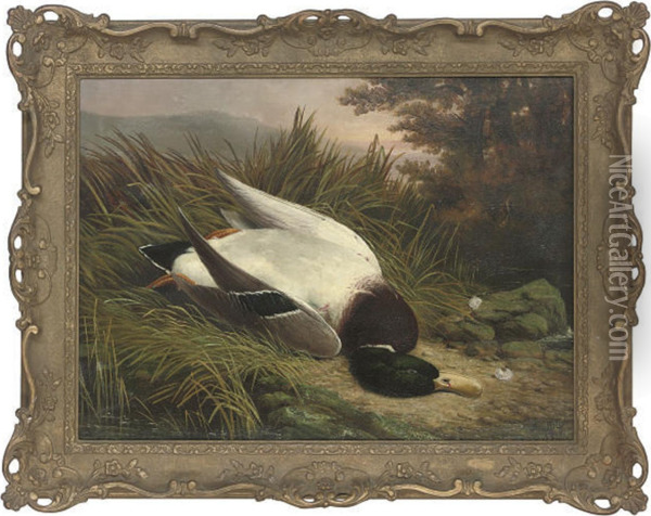 A Dead Mallard Oil Painting - Benjamin, Ben Hold