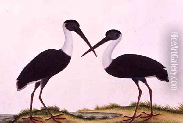 Bangou Eatan, from 'Drawings of Birds from Malacca', c.1805-18 Oil Painting - Anonymous Artist