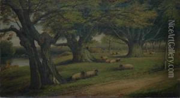 Sheep Grazingamong Trees Oil On Canvas Oil Painting - John Morris