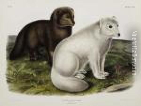 Arctic Fox. Plate Cxxi. Oil Painting - John James Audubon