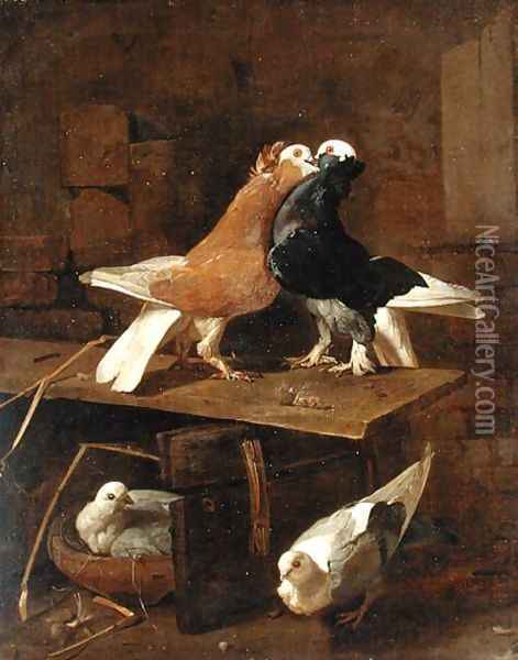 Pigeons Oil Painting - Jacomo (or Victor, Jacobus) Victors