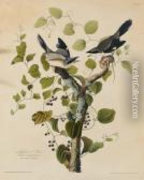 Loggerhead Shrike (plate 57) Oil Painting - John James Audubon