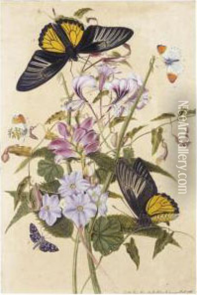 Cranesbill, Evergreen Birthwort, Virginian Chelone And Lady Of The Woods Butterfly Oil Painting - Thomas Robins
