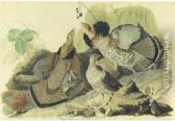 Ruffed Grouse (plate 41) Oil Painting - John James Audubon