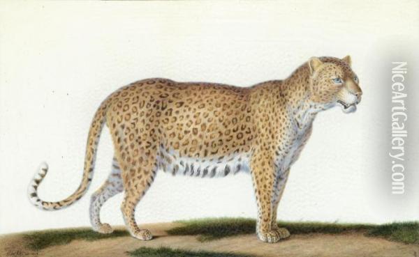 A Leopard Oil Painting - Nicolas Huet