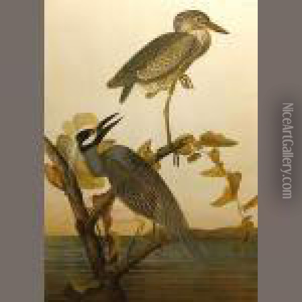 Yellow-crowned Heron Oil Painting - John James Audubon