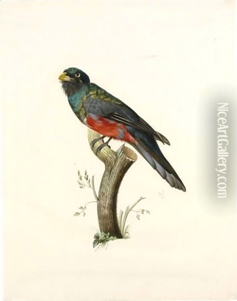 Male South American Trogon (Trogonidae Sp.) Oil Painting - Jacques Barraband