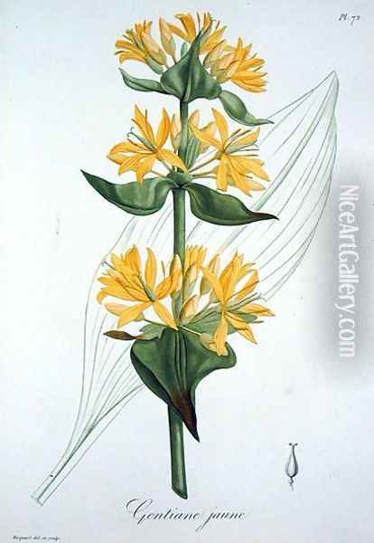 Yellow Gentian from Phytographie Medicale Oil Painting - L.F.J. Hoquart