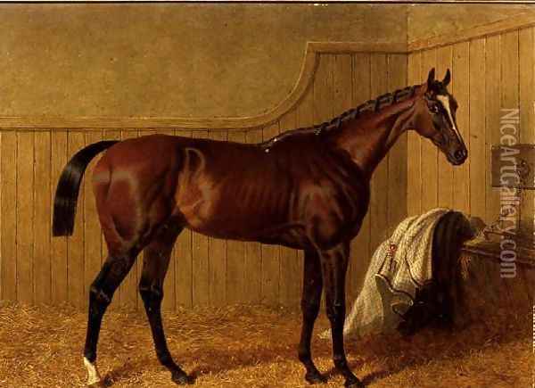 'Touchstone', a bay racehorse in a loosebox Oil Painting - John Frederick Herring Snr