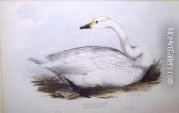 Bewick's Swan Oil Painting - Edward Lear