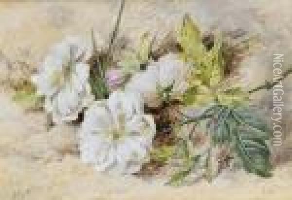 A Still Life Of A Dog Rose Oil Painting - Helen Cordelia Coleman Angell