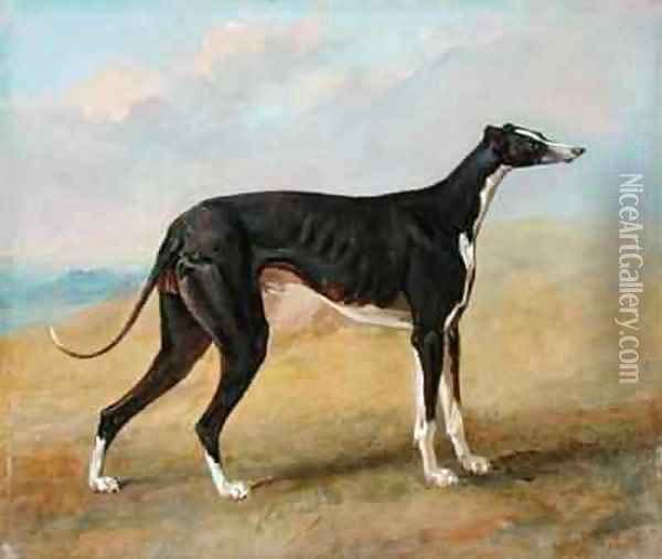 One of George Lane Foxs Winning Greyhounds the Black and White Greyhound Turk also known as Eagle Oil Painting - George Garrard