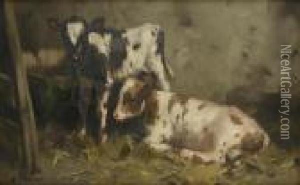 Two Calves In A Byre Oil Painting - David Gauld
