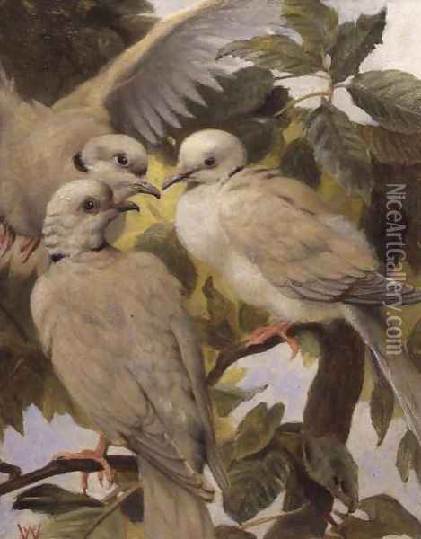 Three Ringed Doves Oil Painting - Henry Weekes
