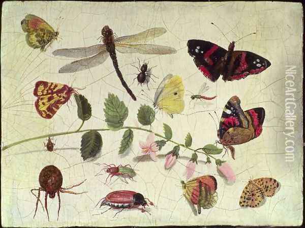 Butterflies Insects and Flowers Oil Painting - Jan van Kessel