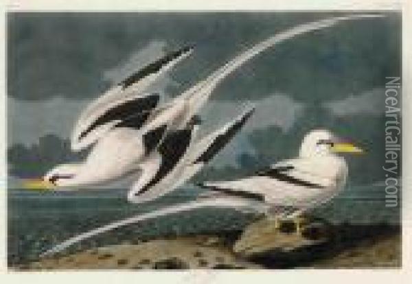 Tropic Bird Oil Painting - John James Audubon