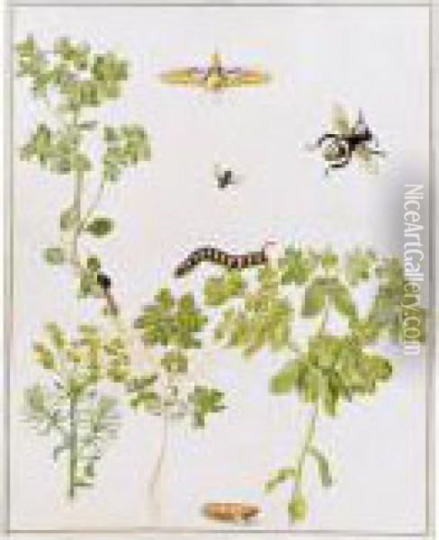 A Spurge Hawk-moth In Various 
Stages Of Its Life-cycle With A Bee And Other Insects, By Sprigs Of 
Several Species Of Spurge Oil Painting - Maria Sibylla Merian