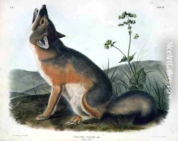 Vulpes Velox (Swift Fox), plate 52 from 'Quadrupeds of North America' Oil Painting - John James Audubon