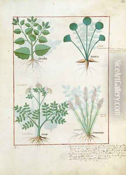 Top row- Salt Bush and Anthora. Bottom row- Absinthium and Cardamom, illustration from The Simple Book of Medicines by Mattheaus Platearius d.c.1161 c.1470 Oil Painting - Robinet Testard