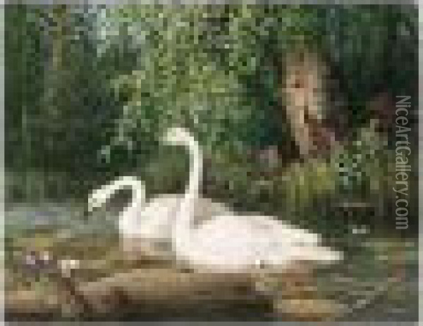 Joutsenpari Lammella (whooper Swans On A Lake) Oil Painting - Ferdinand Wilhelm Von Wright