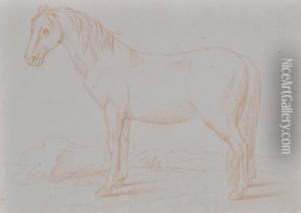 Horse Oil Painting - Paulus Potter